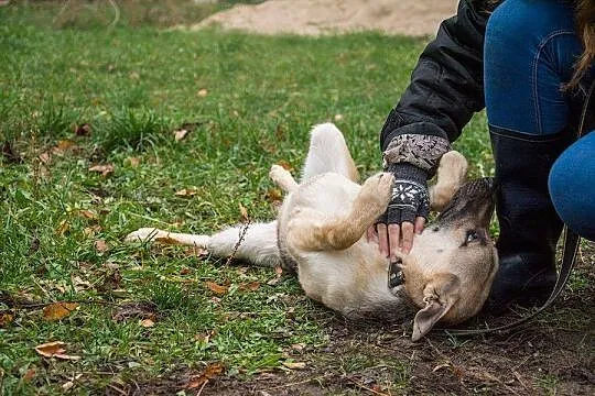 Młodziutki Fisiel,wesoły,zakochany w człowieku psi