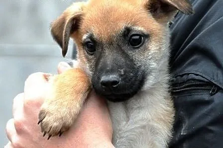 SAMI-nieduży,grzeczny, miły, spokojny maluszek-2 mies, adopcja, schron,  małopolskie Kraków