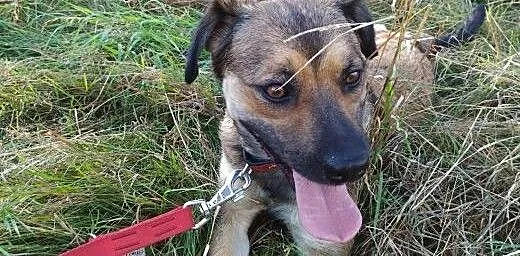 Milka szuka domu!, dolnośląskie Jelenia Góra