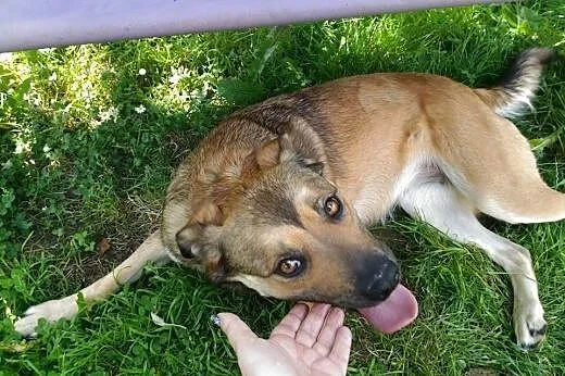 Milka szuka domu!,  dolnośląskie Jelenia Góra