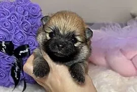 Sunia mini szpic miniaturowy pomeranian Orange Sable badania DNA !