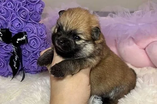 Sunia mini szpic miniaturowy pomeranian Orange Sable badania DNA !, Łódzkie, Bełchatów