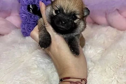 Sunia mini szpic miniaturowy pomeranian Orange Sable badania DNA !, Łódzkie, Bełchatów