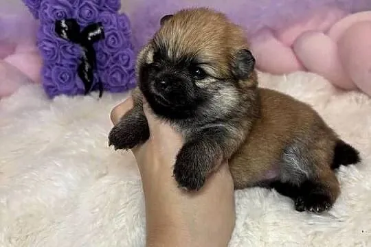 Sunia mini szpic miniaturowy pomeranian Orange Sable badania DNA !, Łódzkie, Bełchatów