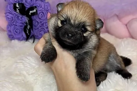Sunia mini szpic miniaturowy pomeranian Orange Sable badania DNA !, Łódzkie, Bełchatów