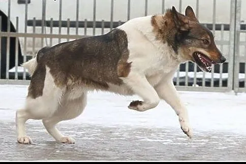 Ok. 3,5letni uroczy Bono szuka nowego domu ! DT/DS