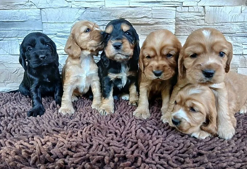 Śliczne szczenięta Cocker Spaniel Angielski, Łódzkie, Sieradz