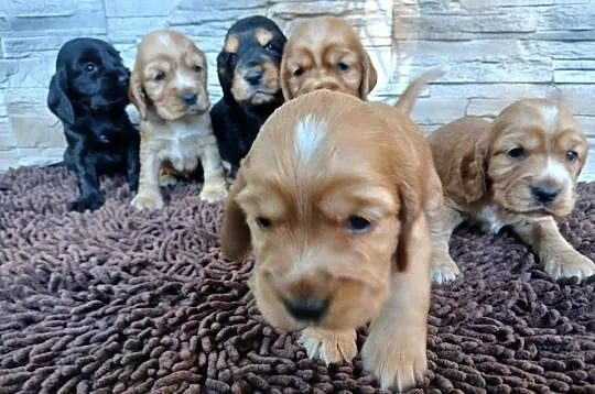 Śliczne szczenięta Cocker Spaniel Angielski, Łódzkie, Sieradz