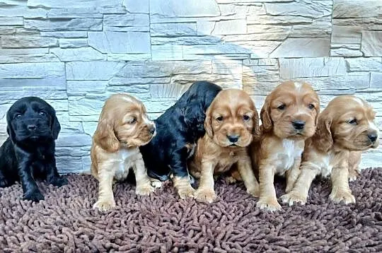 Śliczne szczenięta Cocker Spaniel Angielski, Łódzkie, Sieradz
