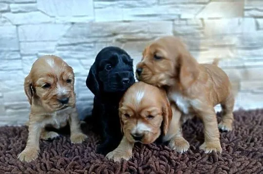 Śliczne szczenięta Cocker Spaniel Angielski, Łódzkie, Sieradz