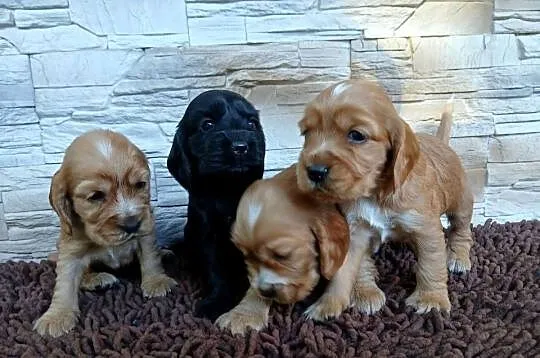 Śliczne szczenięta Cocker Spaniel Angielski, Łódzkie, Sieradz