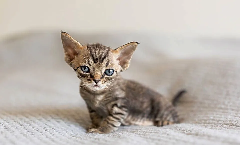 Kocurek Devon Rex - Czarny pręgowany - Tęczowy Agat, Wielkopolskie, Kaźmierz