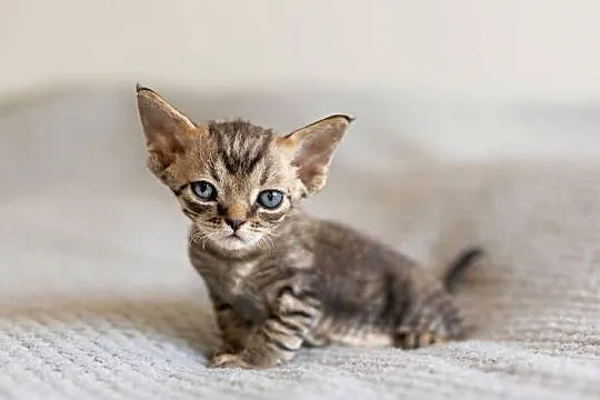 Kocurek Devon Rex - Czarny pręgowany - Tęczowy Agat, Wielkopolskie, Kaźmierz