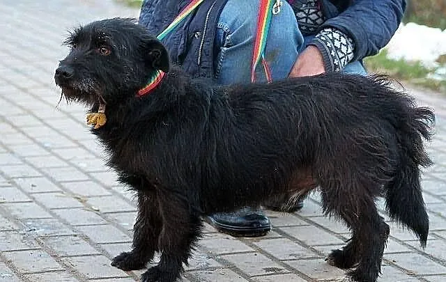 PARKER - piąta woda po jamniku do adopcji