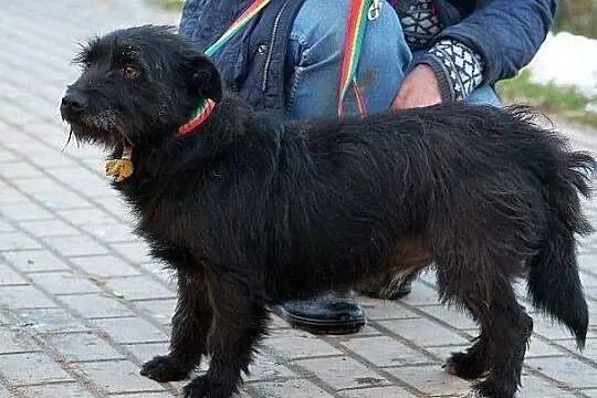 PARKER - piąta woda po jamniku do adopcji
