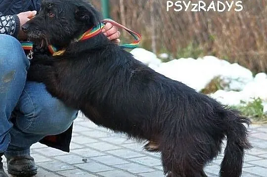 PARKER - piąta woda po jamniku do adopcji