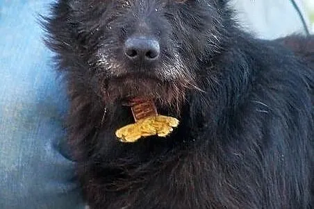 PARKER - piąta woda po jamniku do adopcji