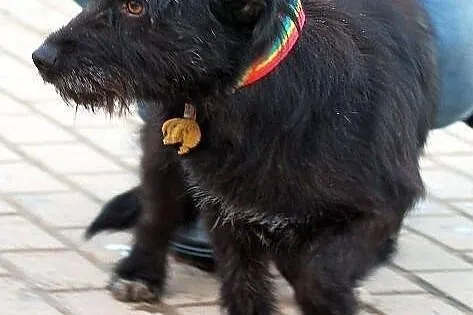 PARKER - piąta woda po jamniku do adopcji