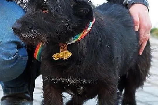 PARKER - piąta woda po jamniku do adopcji