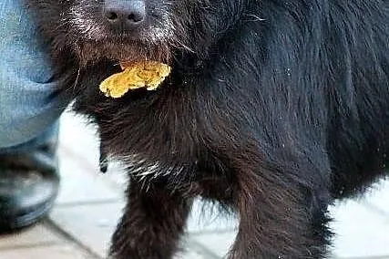 PARKER - piąta woda po jamniku do adopcji