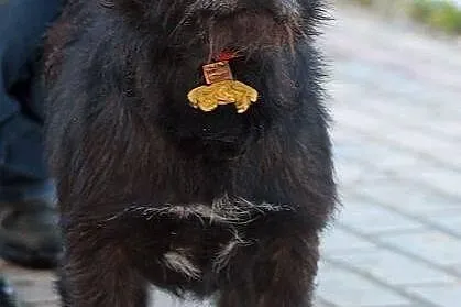 PARKER - piąta woda po jamniku do adopcji