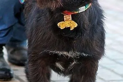 PARKER - piąta woda po jamniku do adopcji