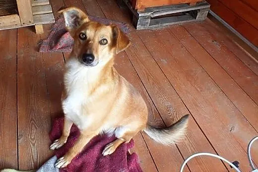 Śliczna Barta do adopcji !!,  dolnośląskie Głogów