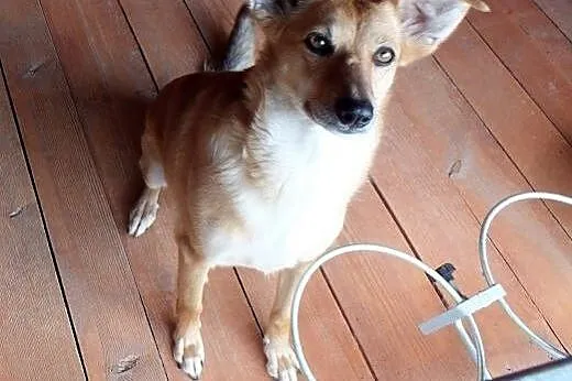 Śliczna Barta do adopcji !!,  dolnośląskie Głogów