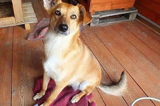 Śliczna Barta do adopcji !!,  dolnośląskie Głogów