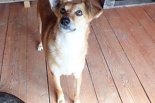 Śliczna Barta do adopcji !!,  dolnośląskie Głogów