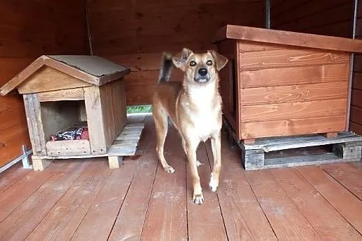 Śliczna Barta do adopcji !!,  dolnośląskie Głogów