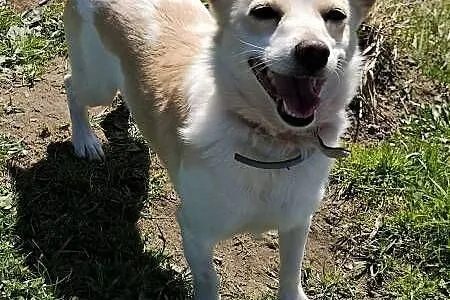 RAMBO - wrażliwy, malutki, 6 kg psiak szuka domu,  mazowieckie Warszawa, Mazowieckie, Warszawa