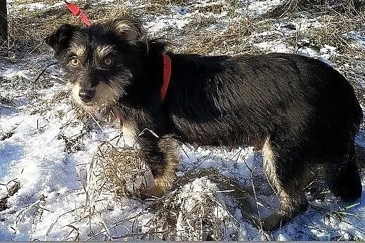 HUCZKA,2lata,młoda,mała,8kg,terier mix,łagodna,sterylizowana suczka, , Wrocław