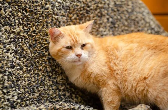 Garfield - mądry, ułożony, wspaniały kot!  Czy ktoś otworzy serce dla naszego rudzielca? Garfield, b, , Wrocław
