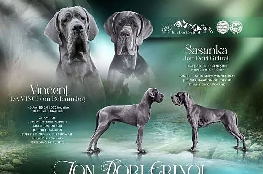 Szczenięta Dog Niemiecki Błękitny FCI, Małopolskie, Grywałd