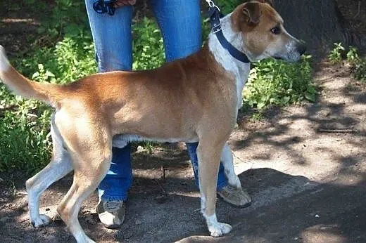 Bardzo źle znoszę pobyt w schronisku błagam daj ws