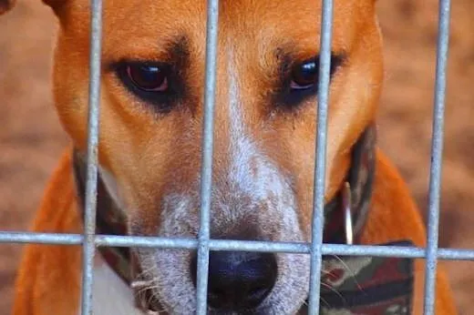 Bardzo źle znoszę pobyt w schronisku błagam daj ws