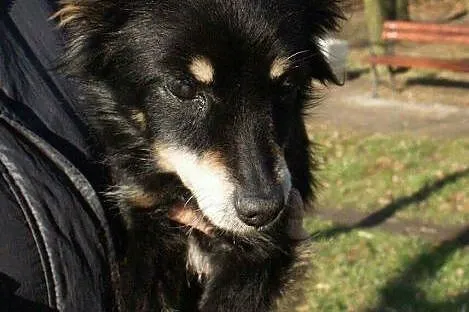 Fifka, 4 kg maleństwo, grzeczna, bezkonfliktowa su