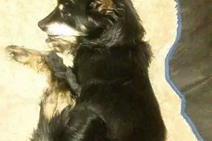 Fifka, 4 kg maleństwo, grzeczna, bezkonfliktowa su
