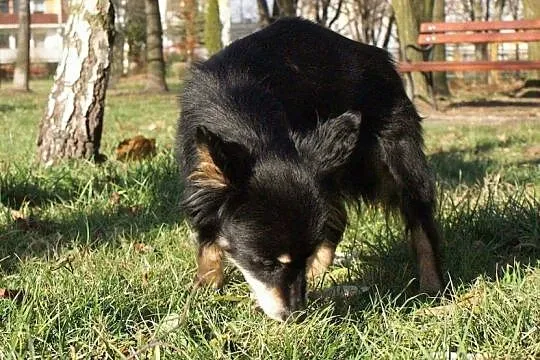 Fifka, 4 kg maleństwo, grzeczna, bezkonfliktowa su