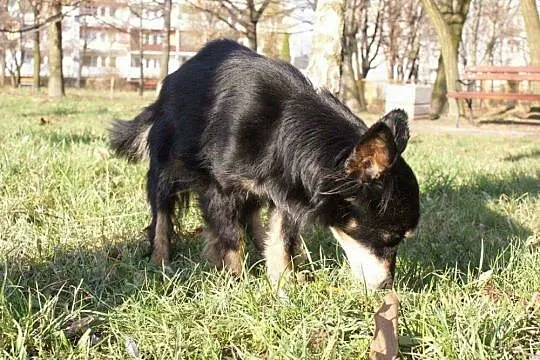 Fifka, 4 kg maleństwo, grzeczna, bezkonfliktowa su