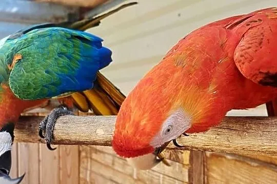 Harlequin x Macao - dorosła para, Dolnośląskie, Skokowa