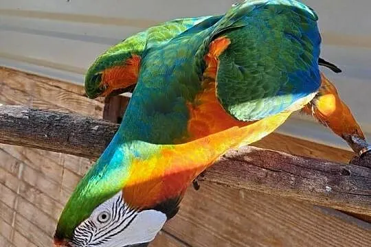 Harlequin x Macao - dorosła para, Dolnośląskie, Skokowa