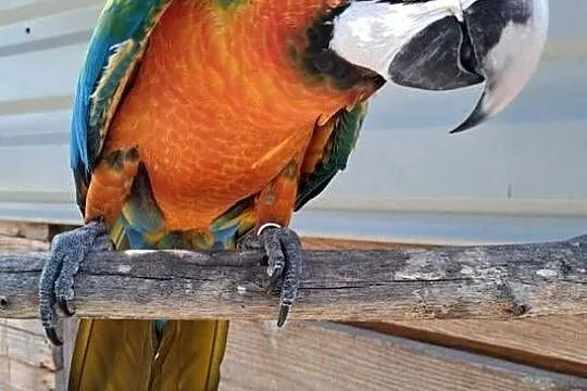 Harlequin x Macao - dorosła para, Dolnośląskie, Skokowa