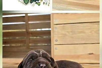 Labrador retriever piesek pieski mały czekoladowy brązowy samiec CYPIS, Dolnośląskie, Legnickie Pole