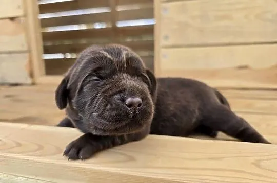 Labrador retriever piesek pieski mały czekoladowy brązowy samiec CYPIS, Dolnośląskie, Legnickie Pole