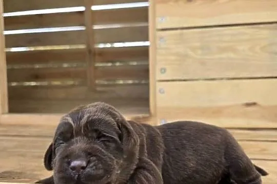 Labrador retriever piesek pieski mały czekoladowy brązowy samiec CYPIS, Dolnośląskie, Legnickie Pole