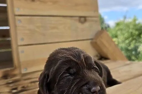 Labrador retriever piesek pieski mały czekoladowy brązowy samiec CYPIS, Dolnośląskie, Legnickie Pole