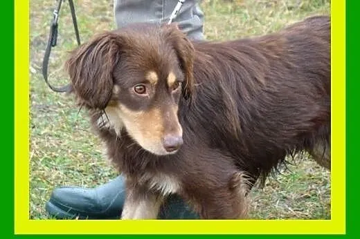 11kg,1rok,przyjacielski,średnio ruchliwy,delikatny