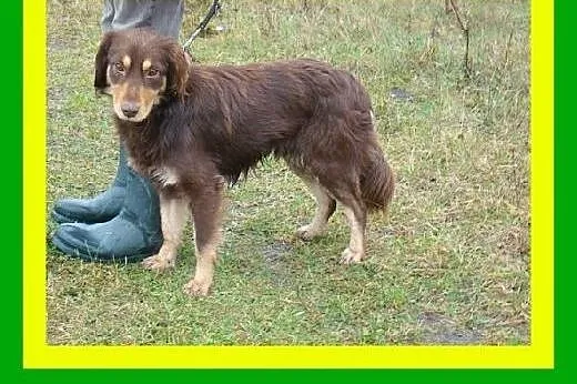 11kg,1rok,przyjacielski,średnio ruchliwy,delikatny